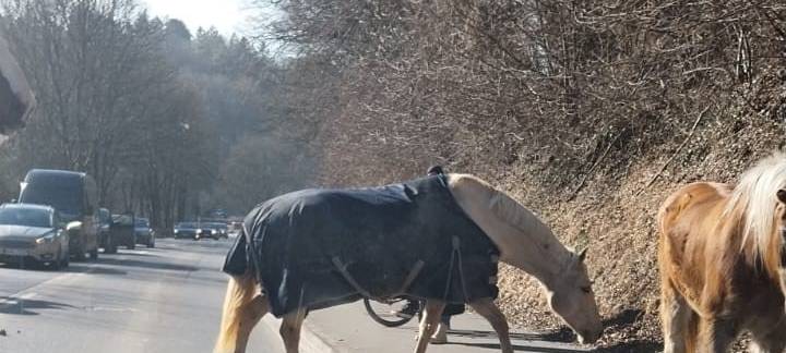 Tiere auf den Straßen: Pferde und ein Kalb