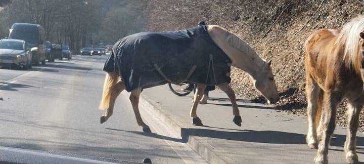 Zwei Pferde und ein Pony in Broichweiden auf Tour