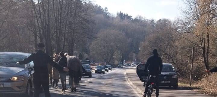 Tiere auf den Straßen: Pferde und ein Kalb