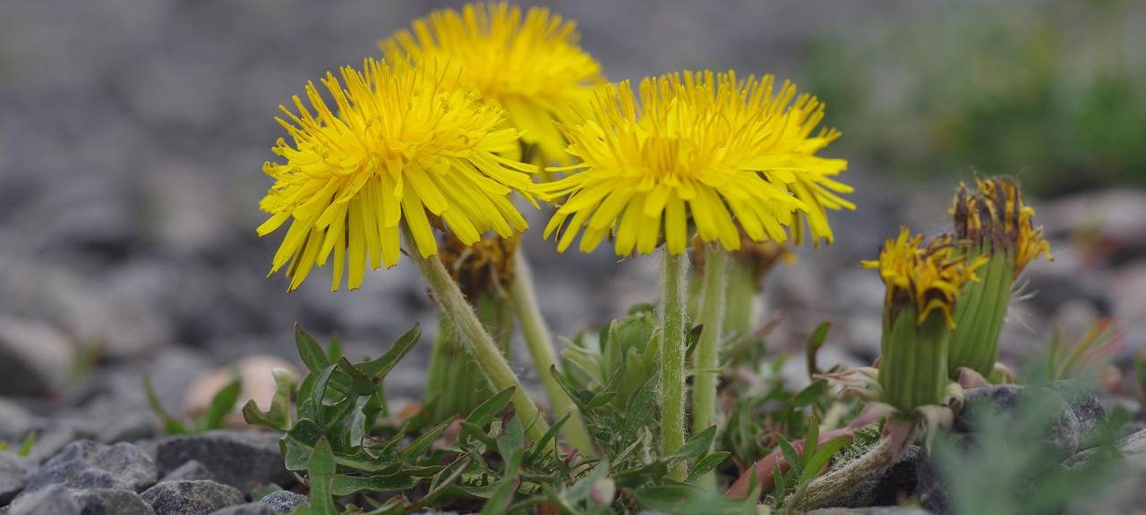 Gegen Schottervorgärten: Zuschüsse für Umbau in Eschweiler