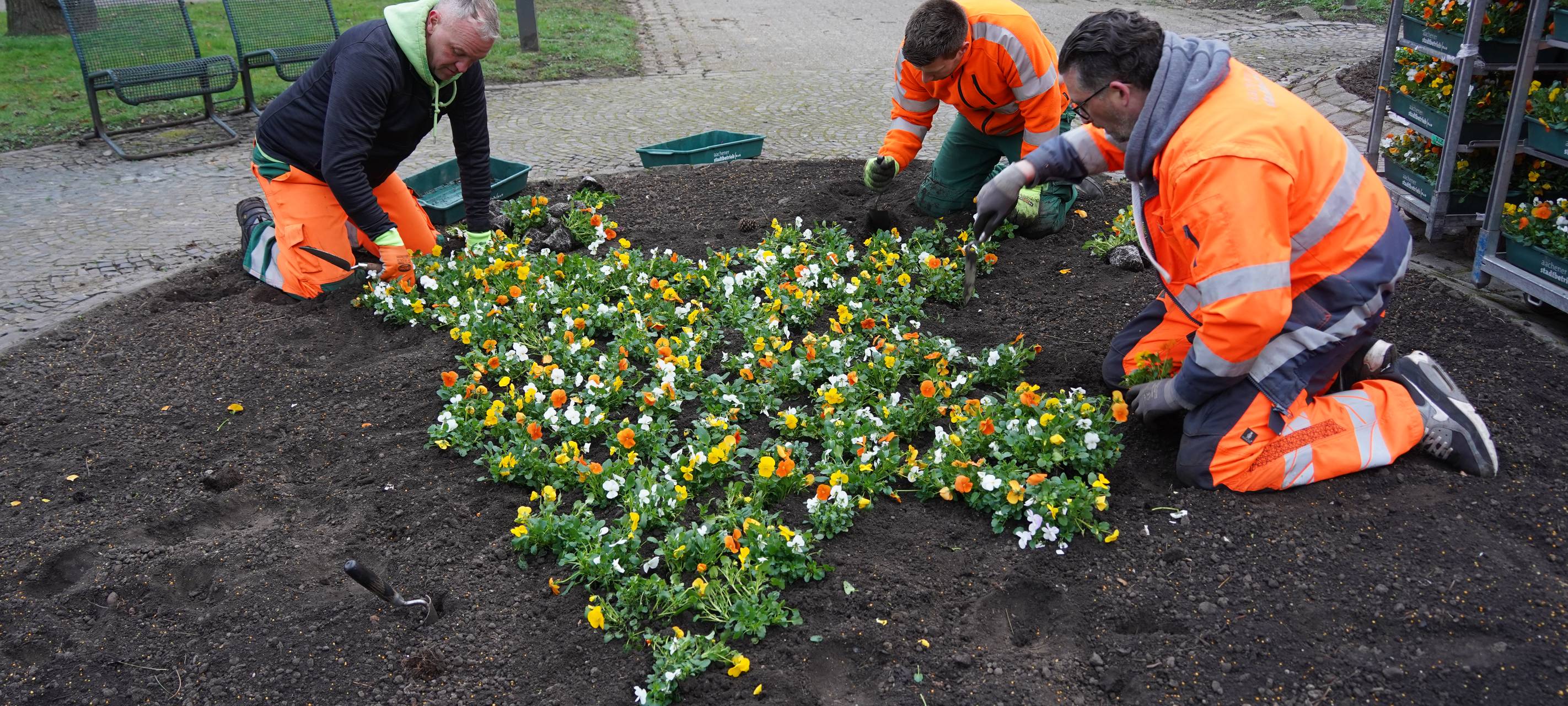 Aachen pflanzt den Frühling