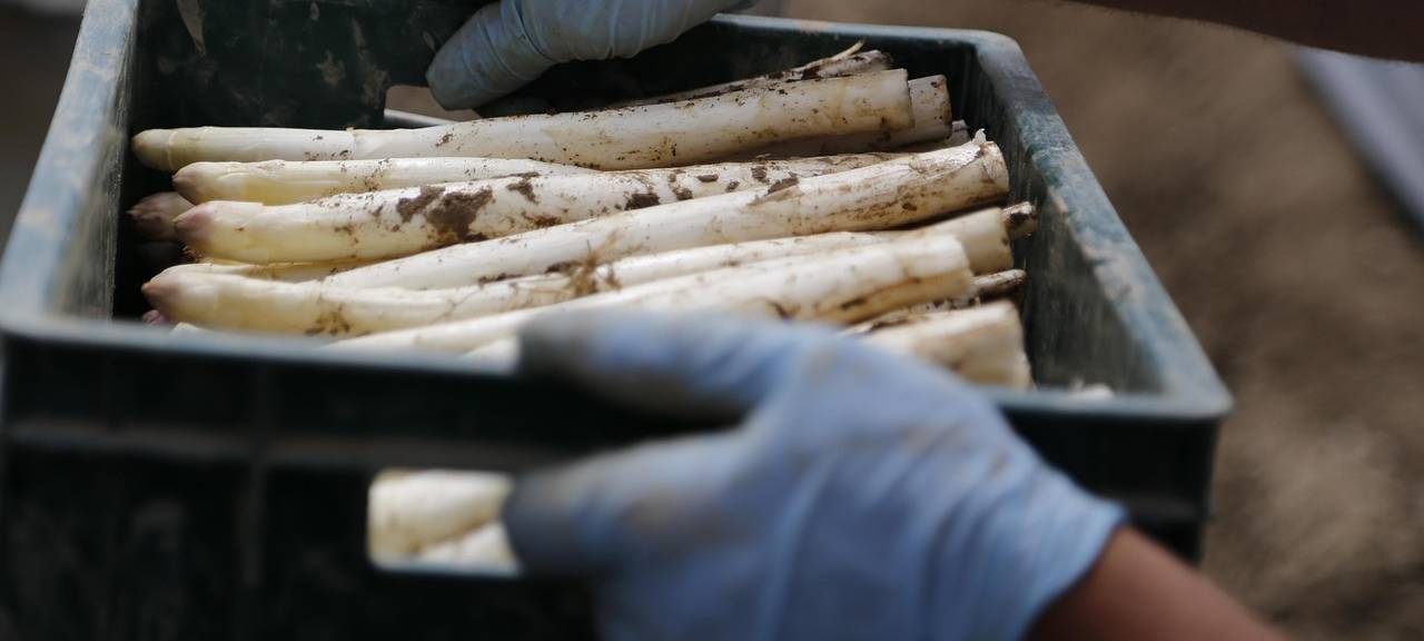 Faire Bedingungen für Erntehelfer