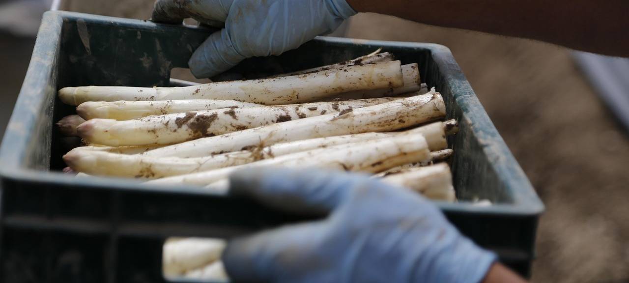 Frühling ist Spargelzeit