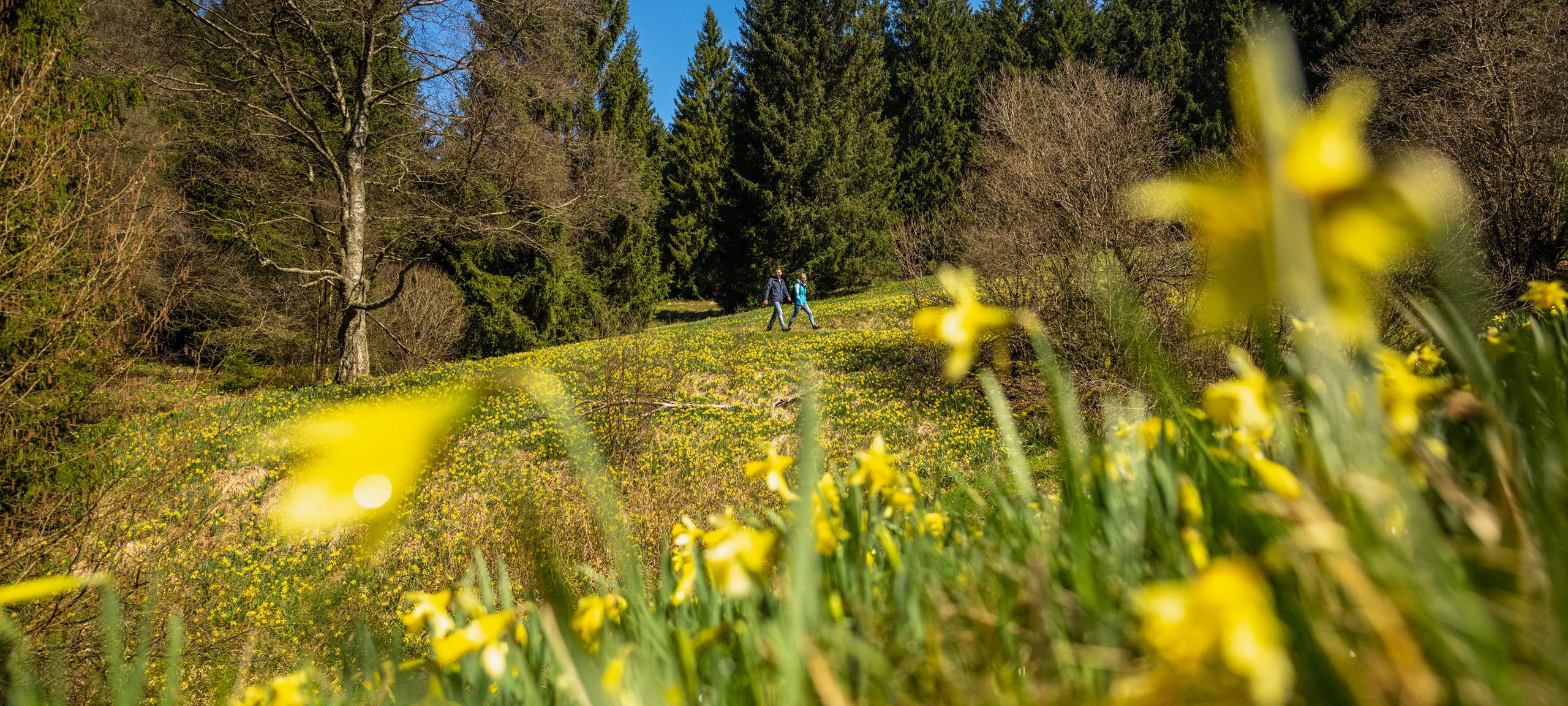 Zum Staunen: Narzissenfest in Monschau-Höfen