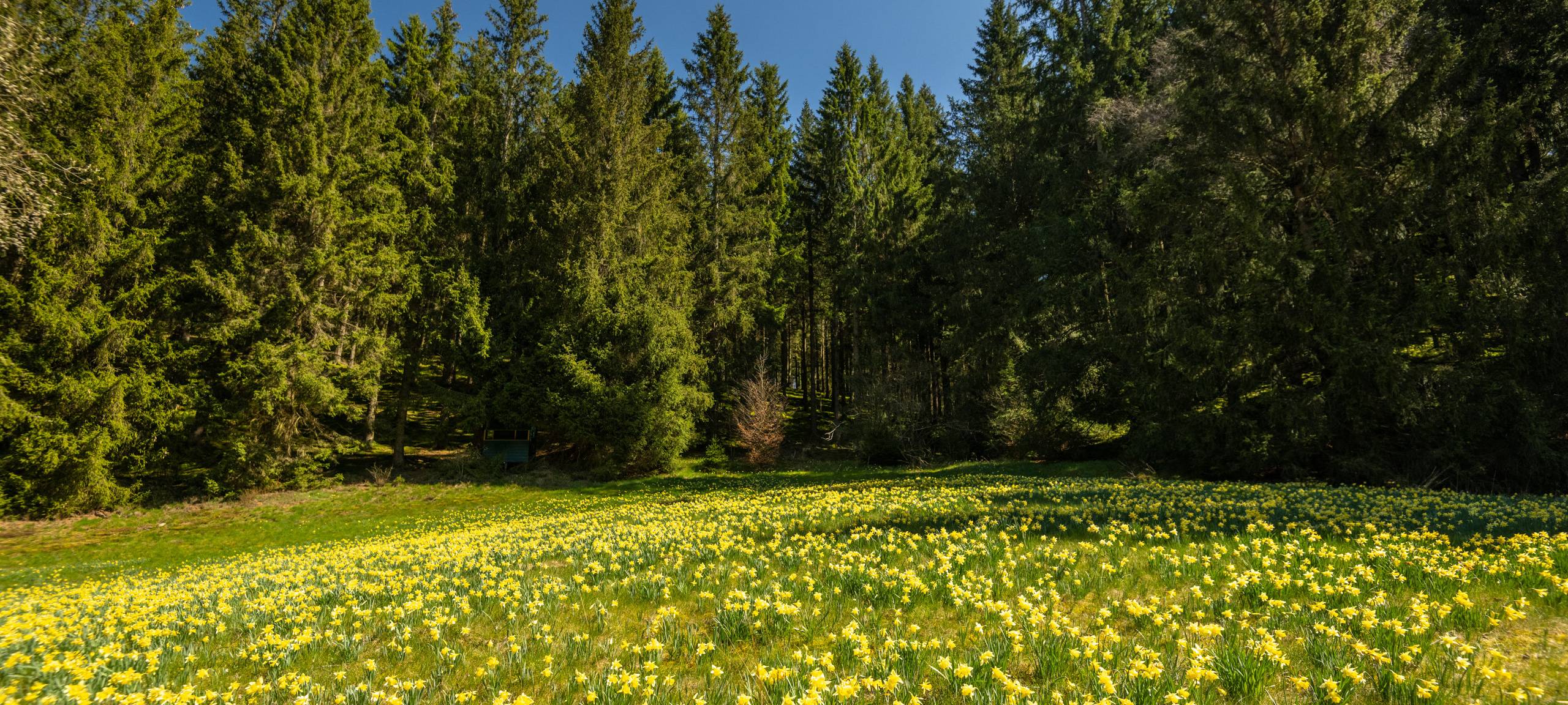 Zum Staunen: Narzissenfest in Monschau-Höfen