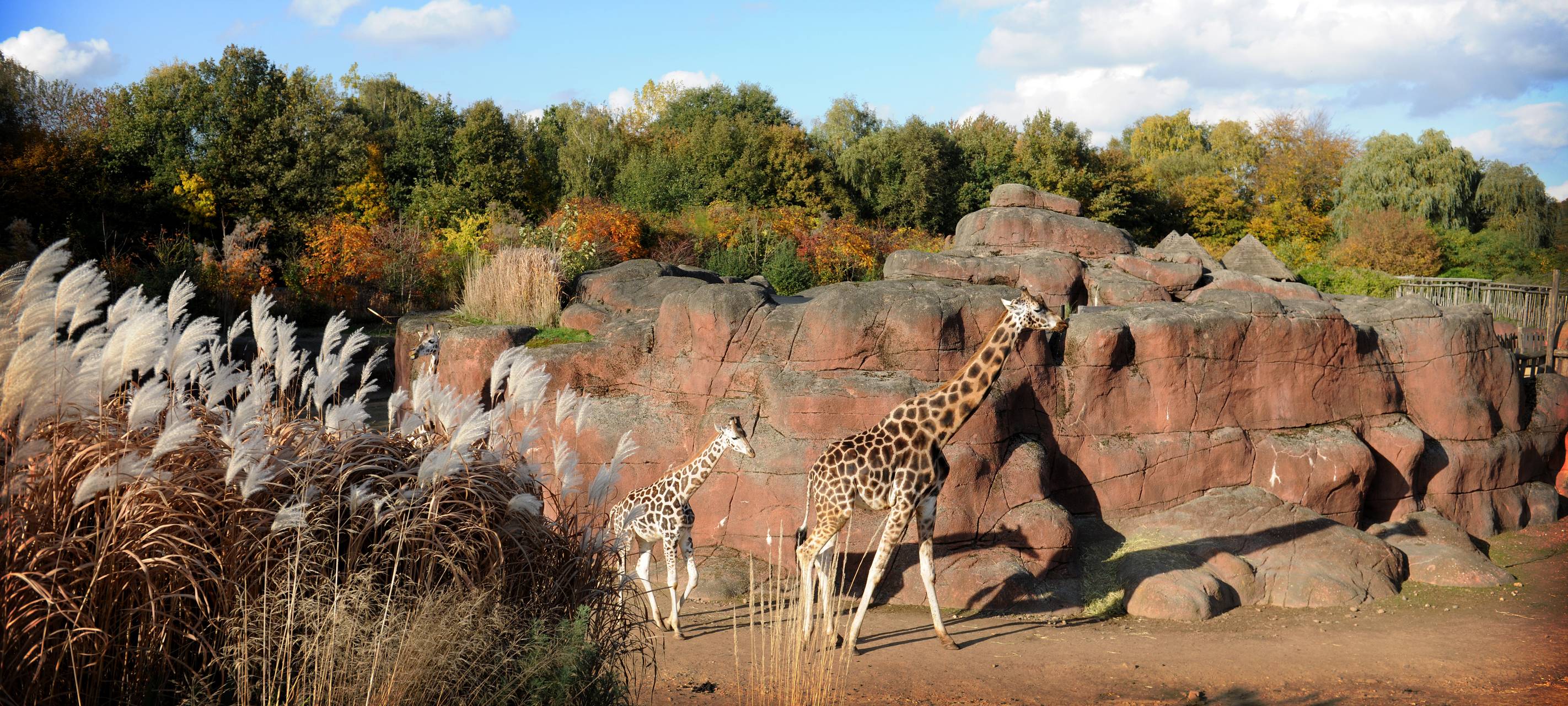 Übernahme: GaiaZOO geht neue Wege mit Burgers' Zoo