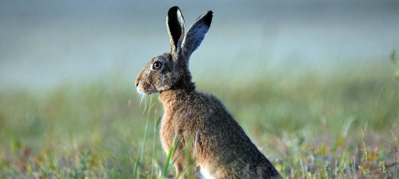 Hasenpest im Kreis Düren entdeckt