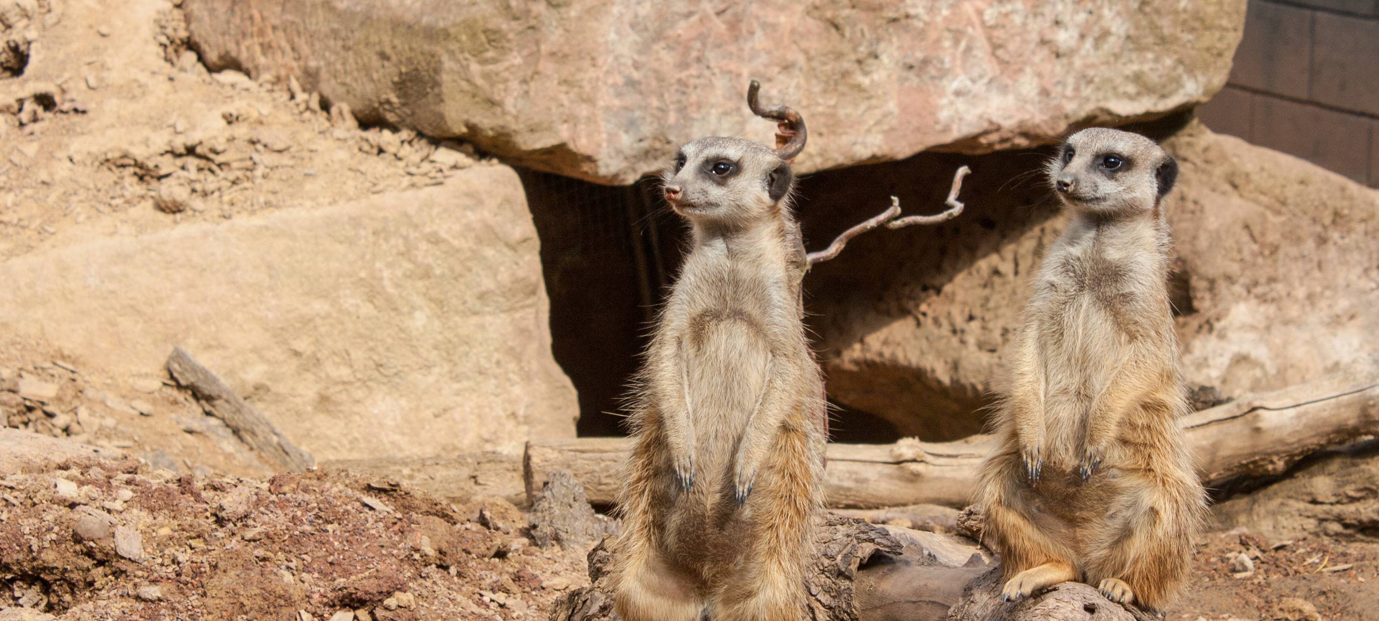 Tierpark Alsdorf: Rekord bei den Patenschaften