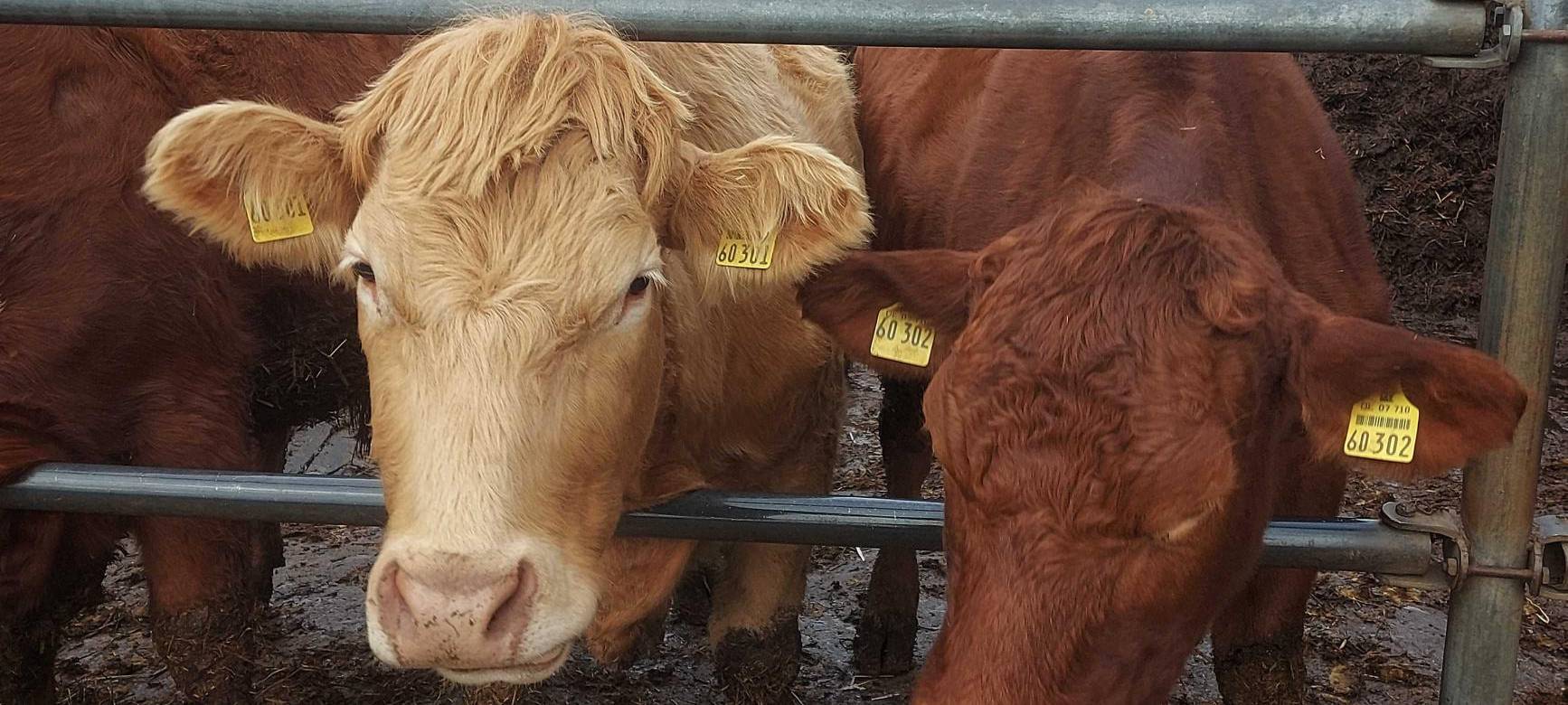 Gauchel: Konventionelles Rindfleisch teurer als Bio-Rind