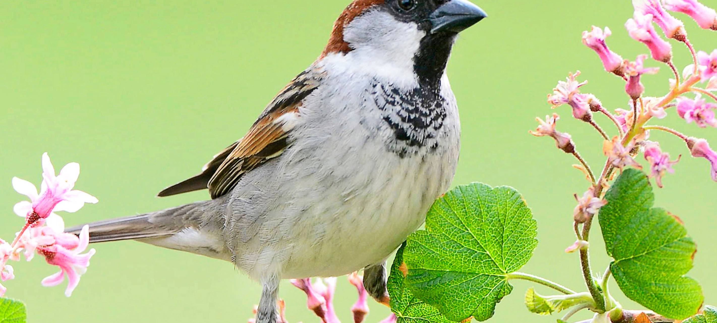 NABU-Stunde der Gartenvögel: Sperling am häufigsten