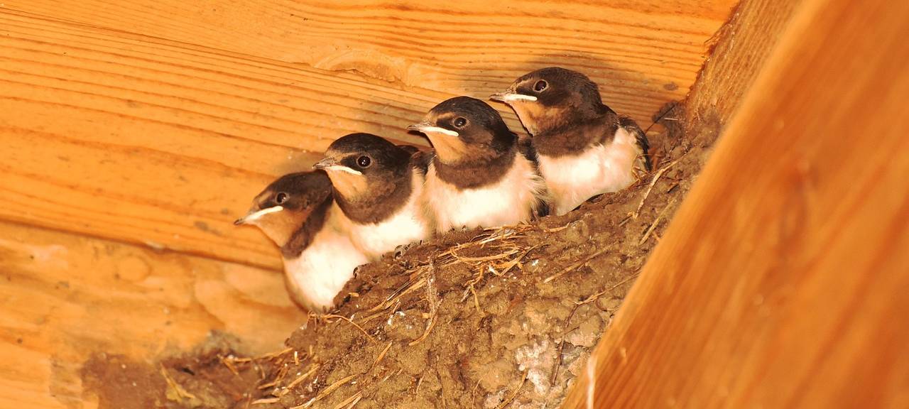 Schwalbennester in Aachen illegal entfernt – NABU warnt