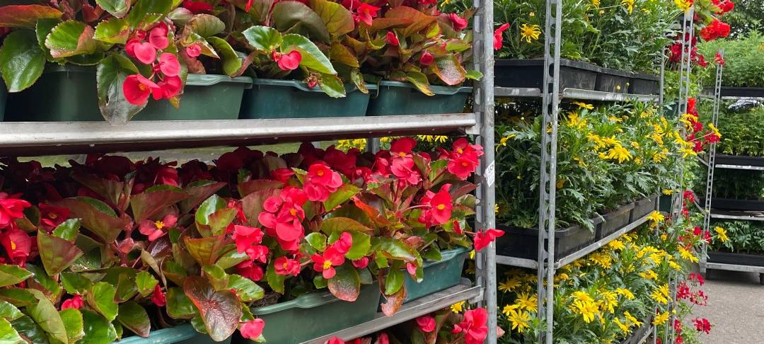 Aachens Sommerflor 2025