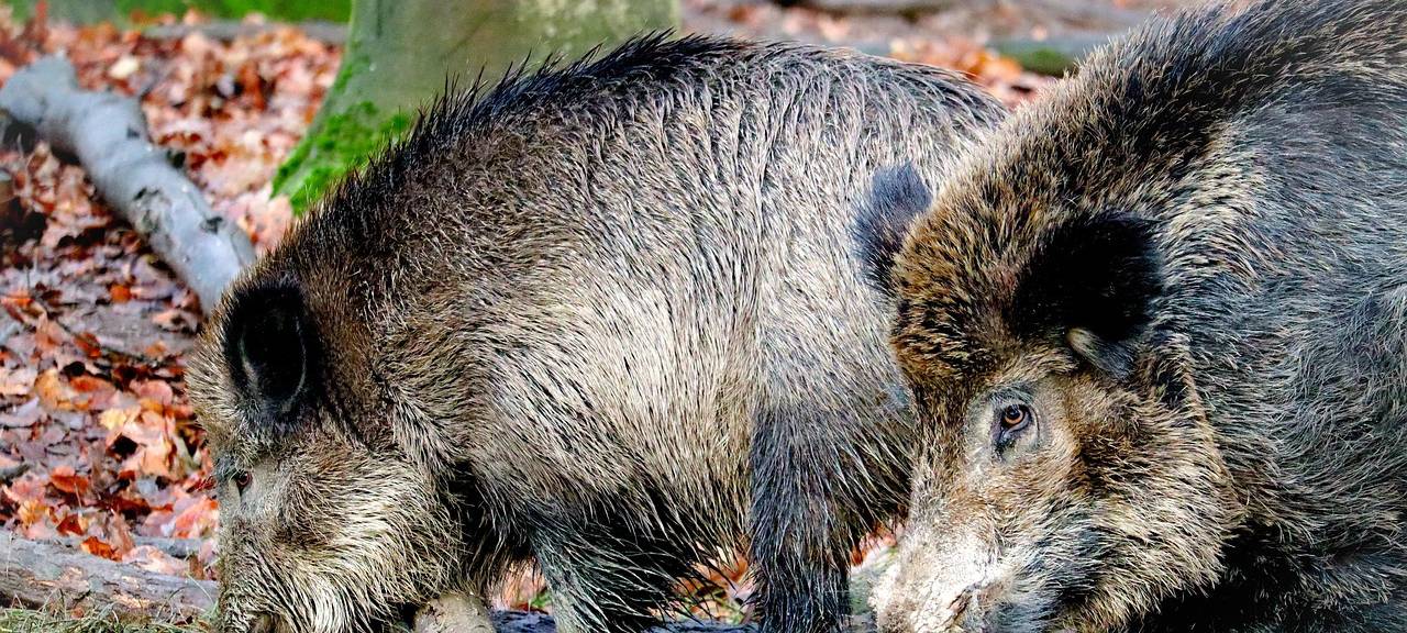 StädteRegion warnt vor afrikanischer Schweinepest
