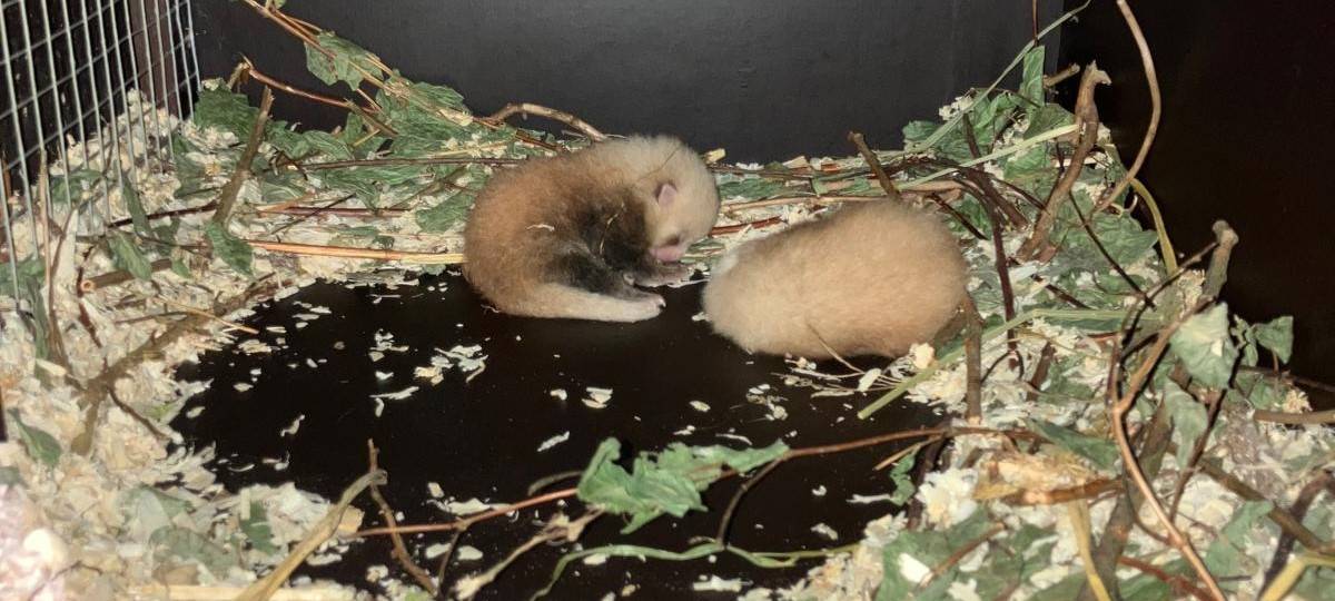 Nachwuchs im GaiaZoo