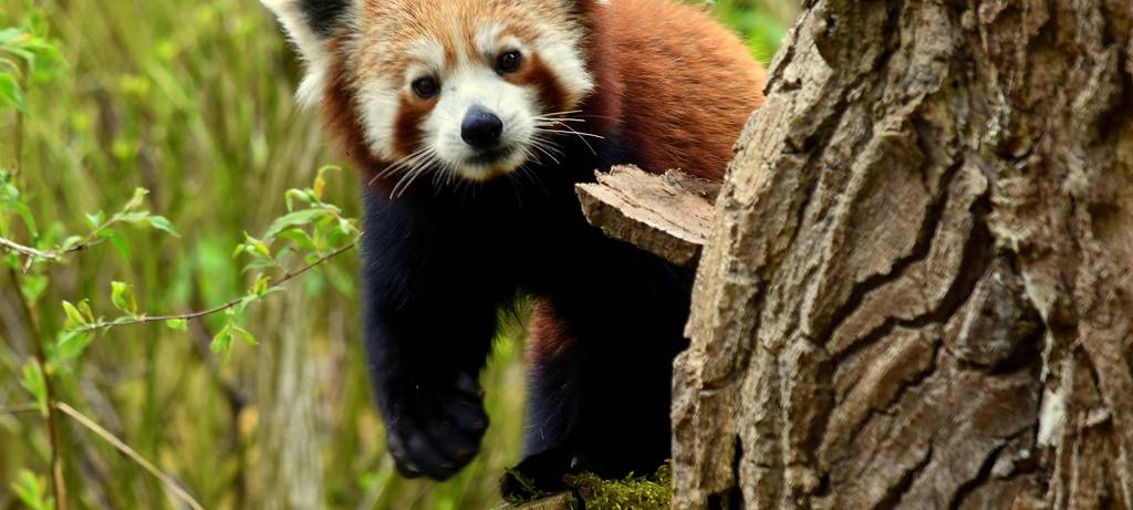 Nachwuchs im GaiaZoo