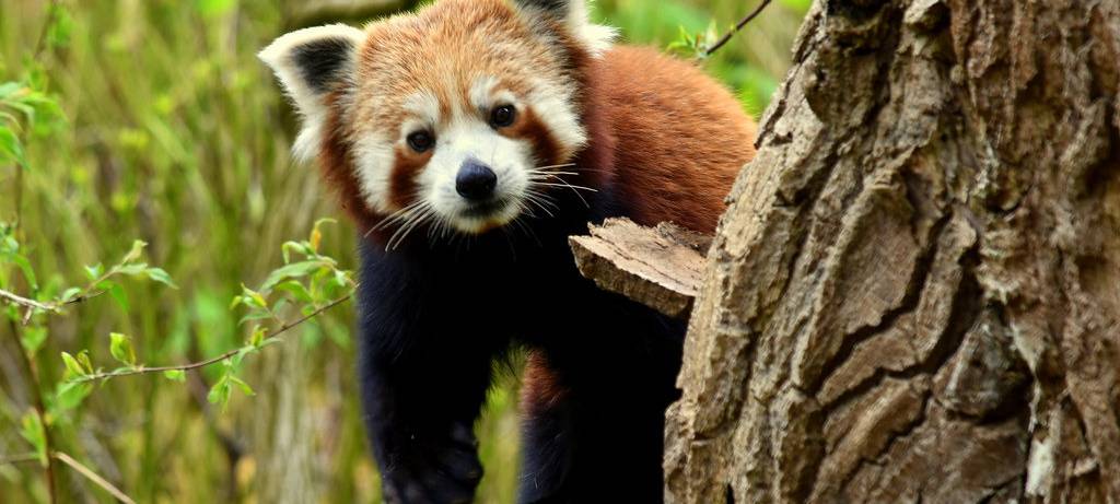 GaiaZoo: Nachwuchs bei den Kleinen Pandas