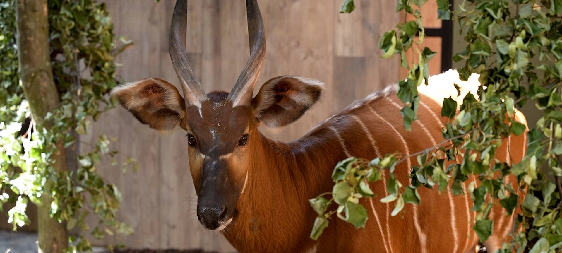 GaiaZOO zeigt wieder Östliche Bongos