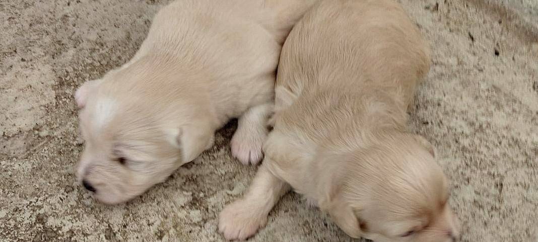 A44: Polizei findet mutmaßliche Hehlerware und Welpen im Van