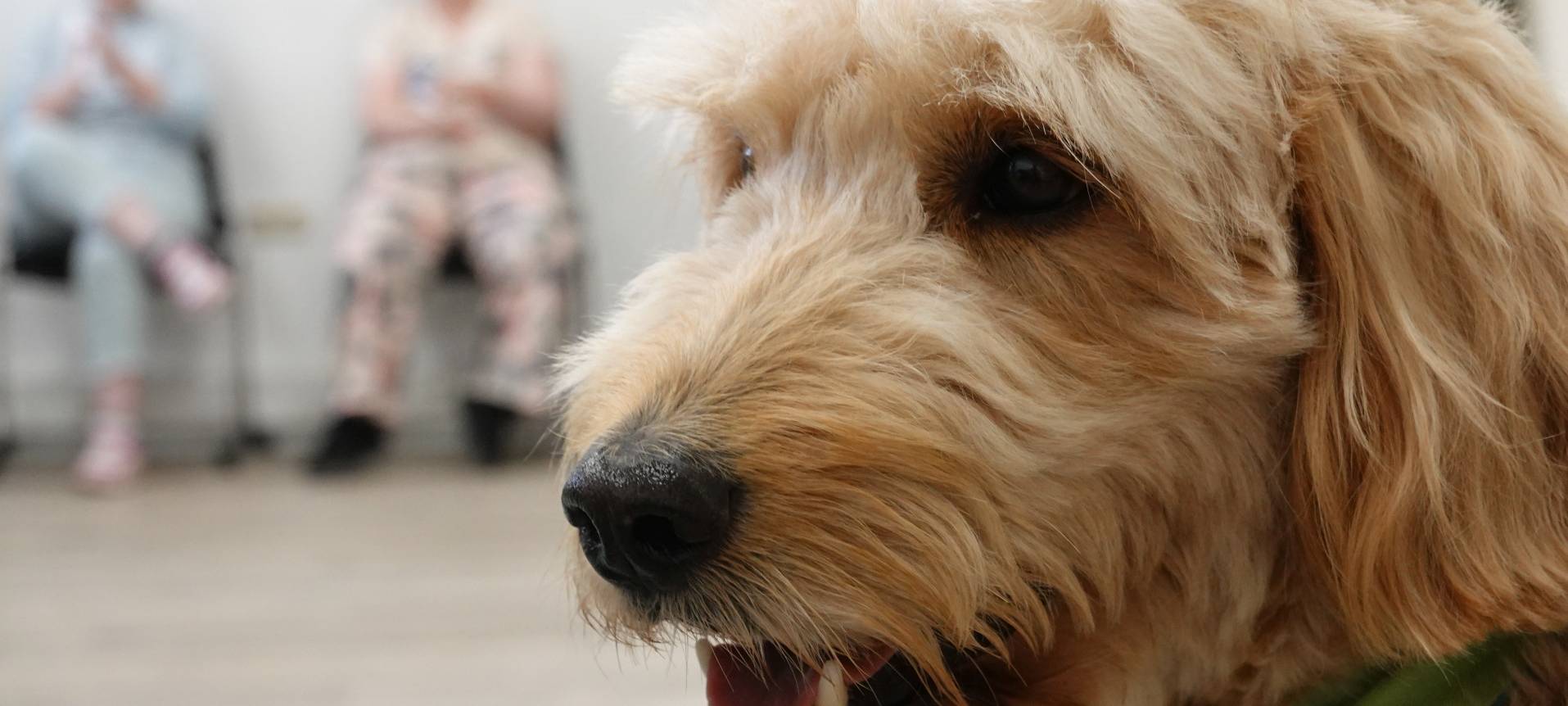 Therapiebegleithunde Lucy und Elli im Einsatz