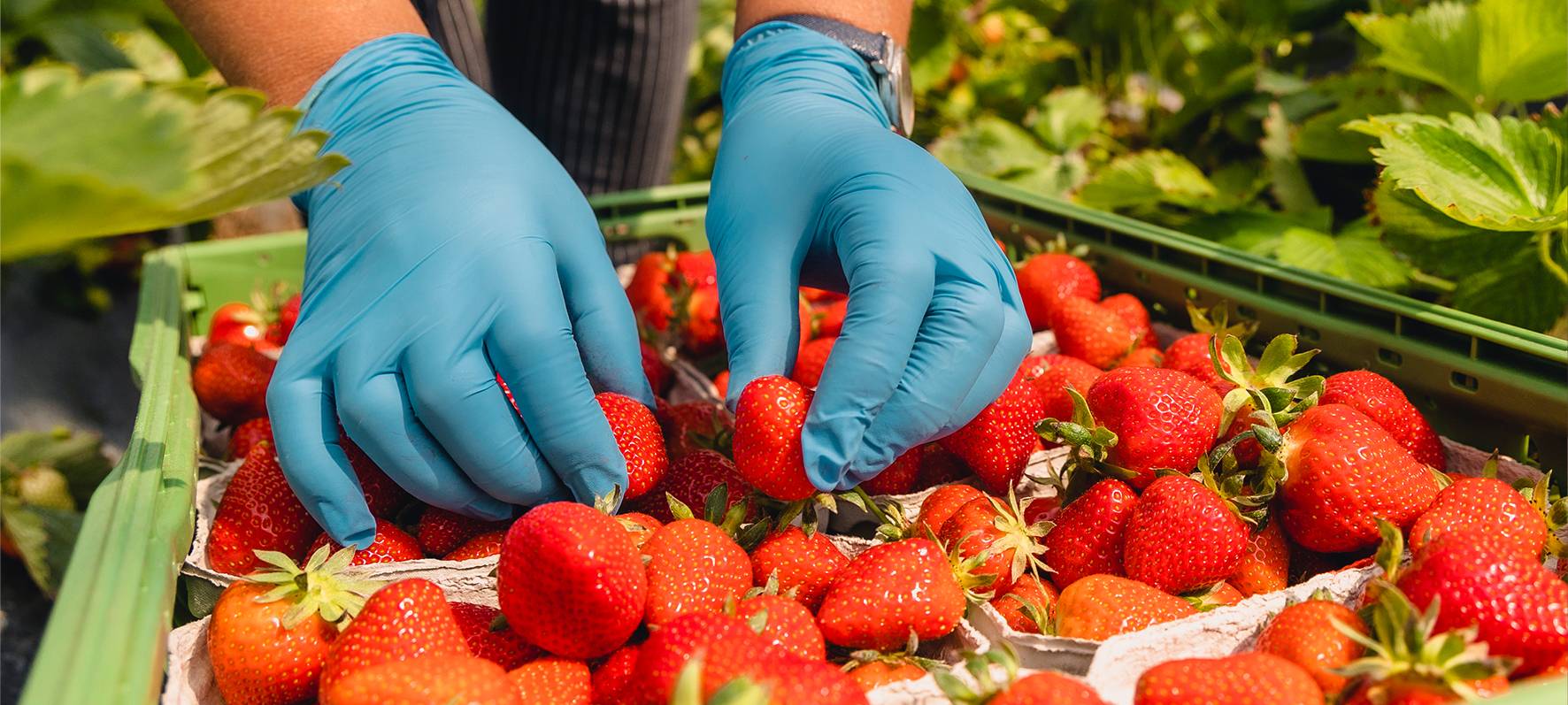 Faire Bedingungen für Erntehelfer