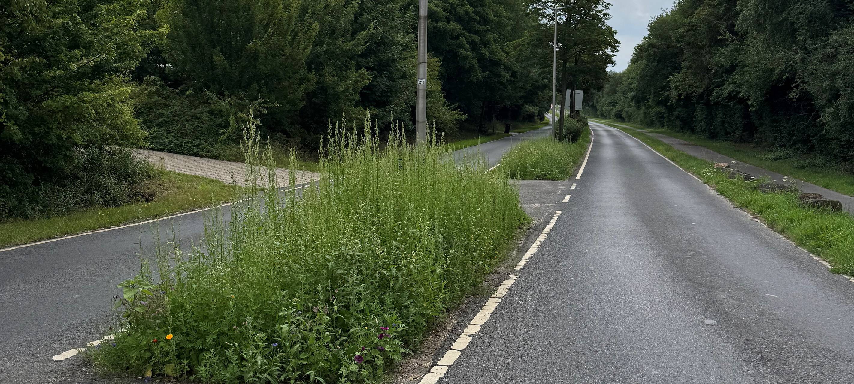 Blühwiesen in Stolberg: Bunte Vielfalt
