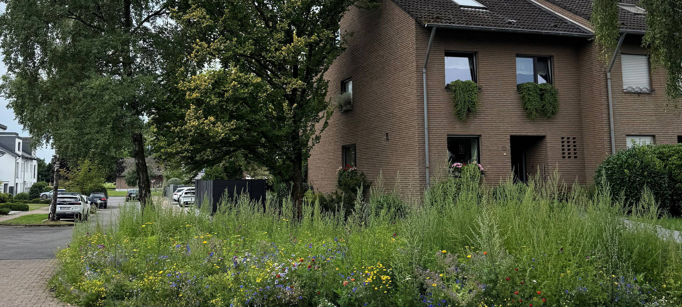 Blühwiesen in Stolberg: Bunte Vielfalt