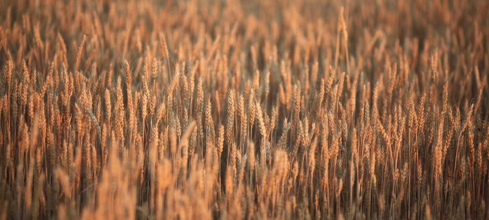 Getreideernte läuft schleppend