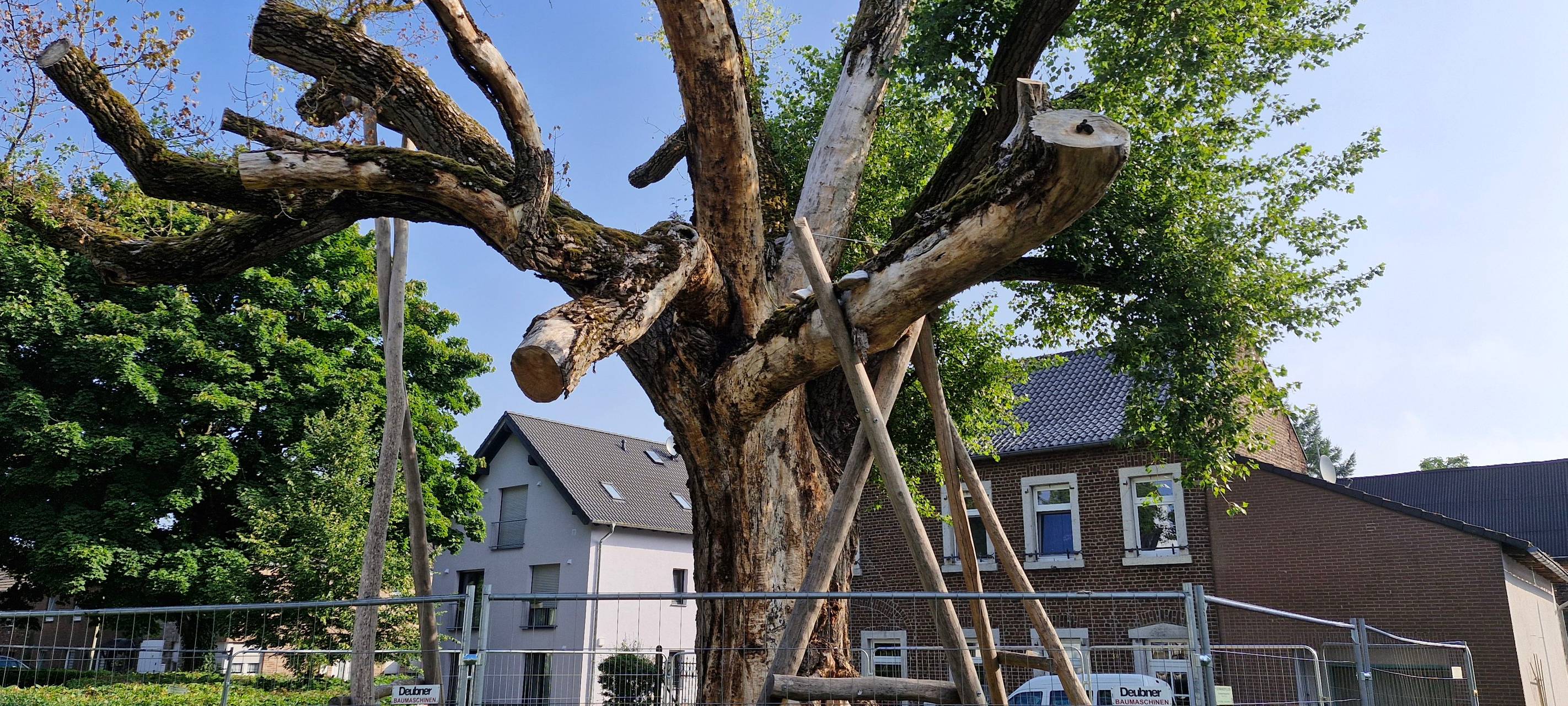 Die Schwarzpappel in Pley wird gestutzt