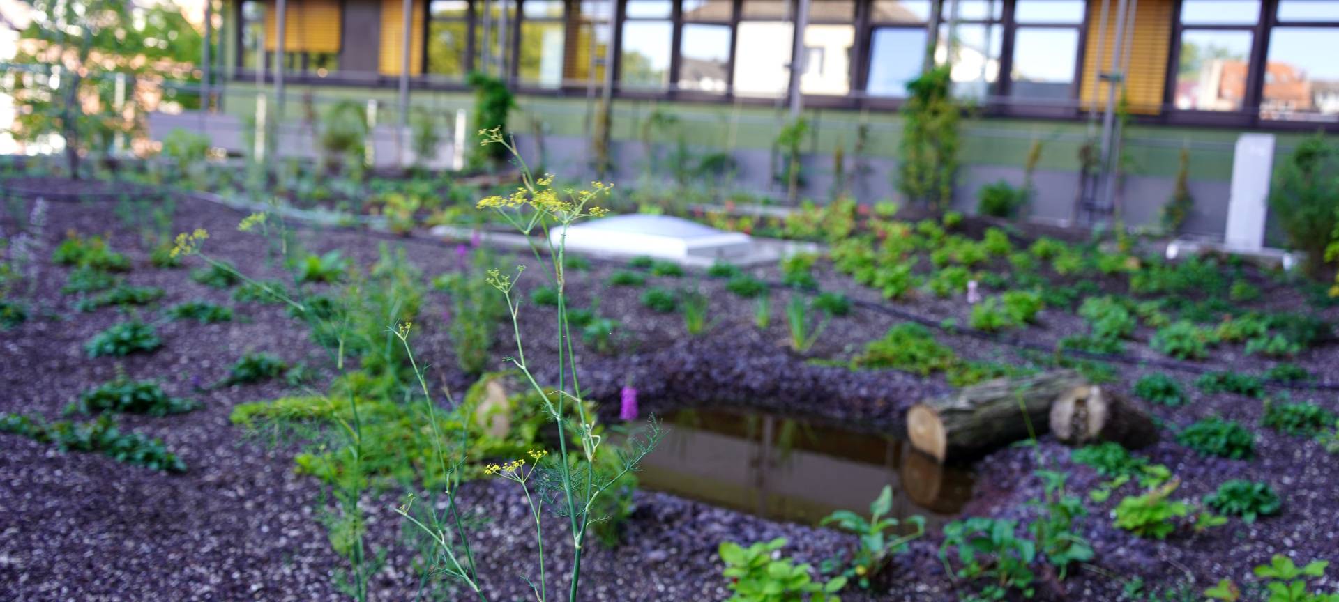 Grünes Dach für die Aachener Stadtverwaltung