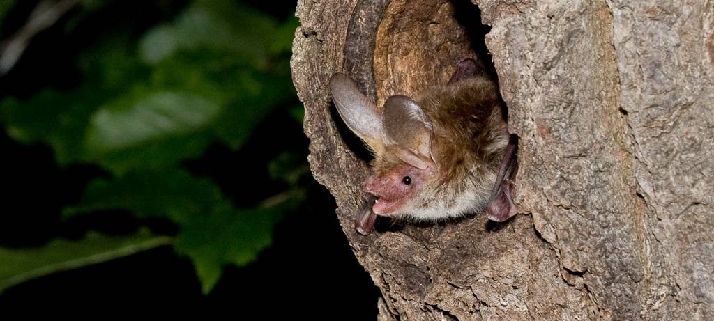 Nationalpark Eifel wird größer
