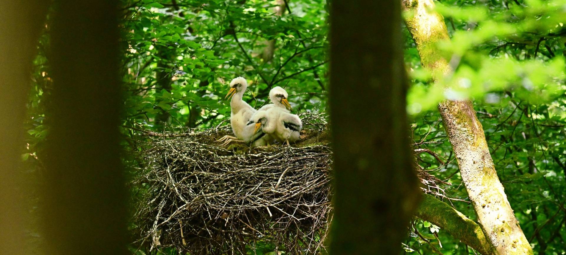 Nationalpark Eifel wird größer