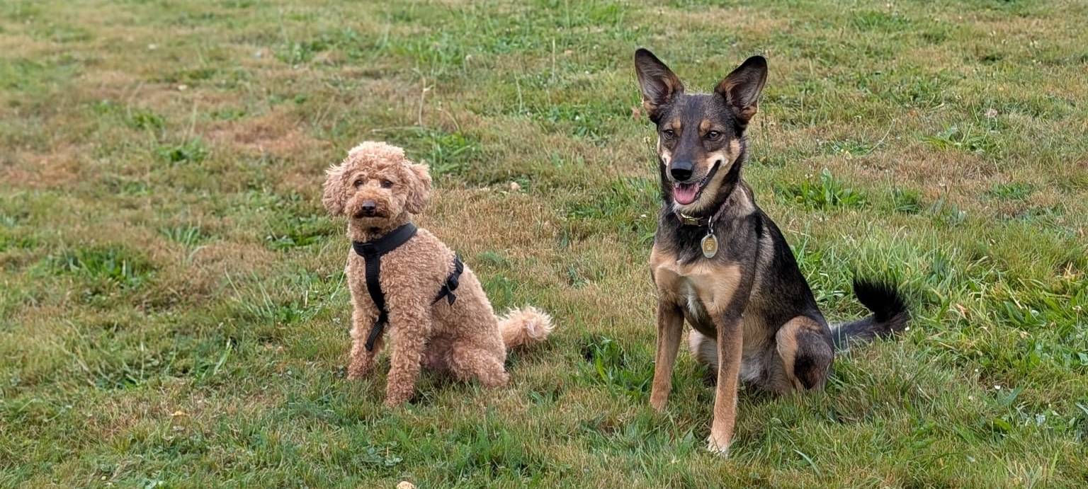 Stolbergs erste Hundewiese ist auf