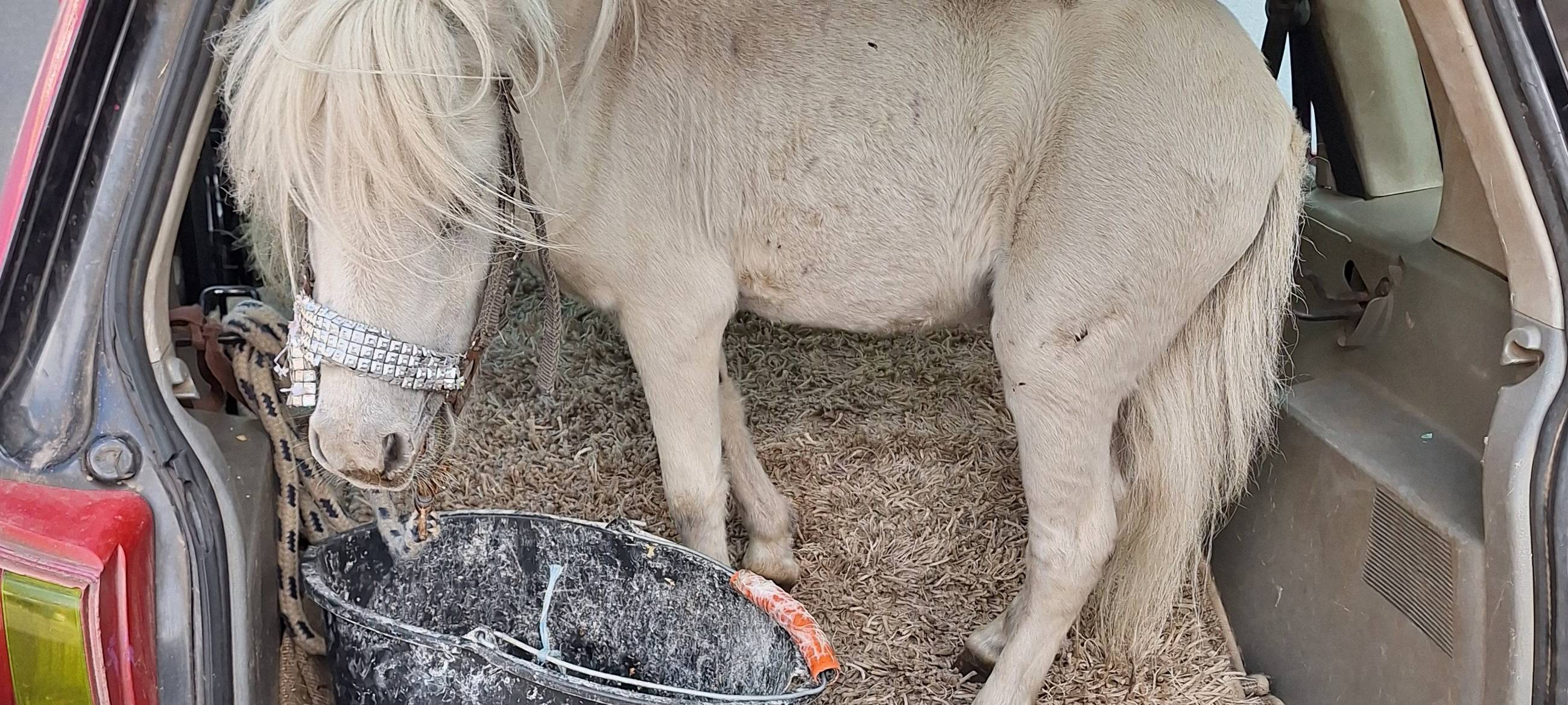 Alsdorf: Pferd im Kofferraum