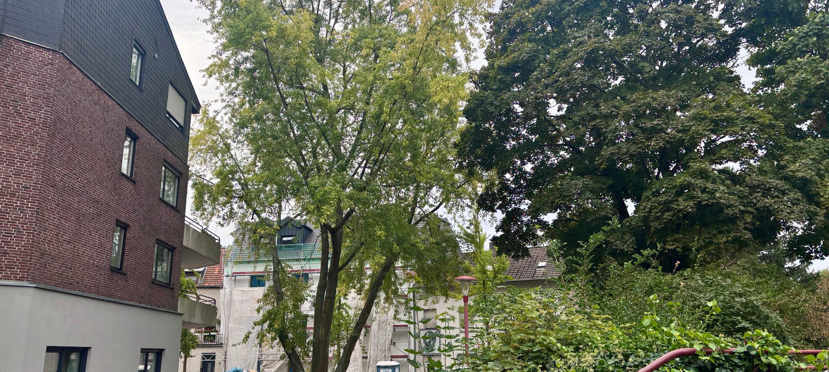 Silberahorn am unteren Morlaixplatz muss gefällt werden