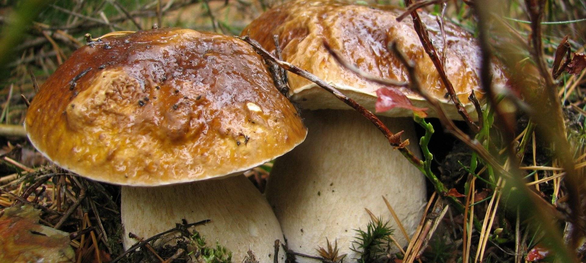 Nationalpark Eifel: Pilzesammeln verboten