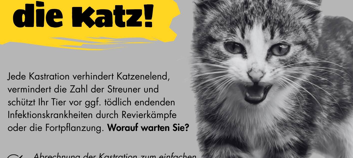 Weniger Katzenleid: Kastrationskampagne beginnt am Montag