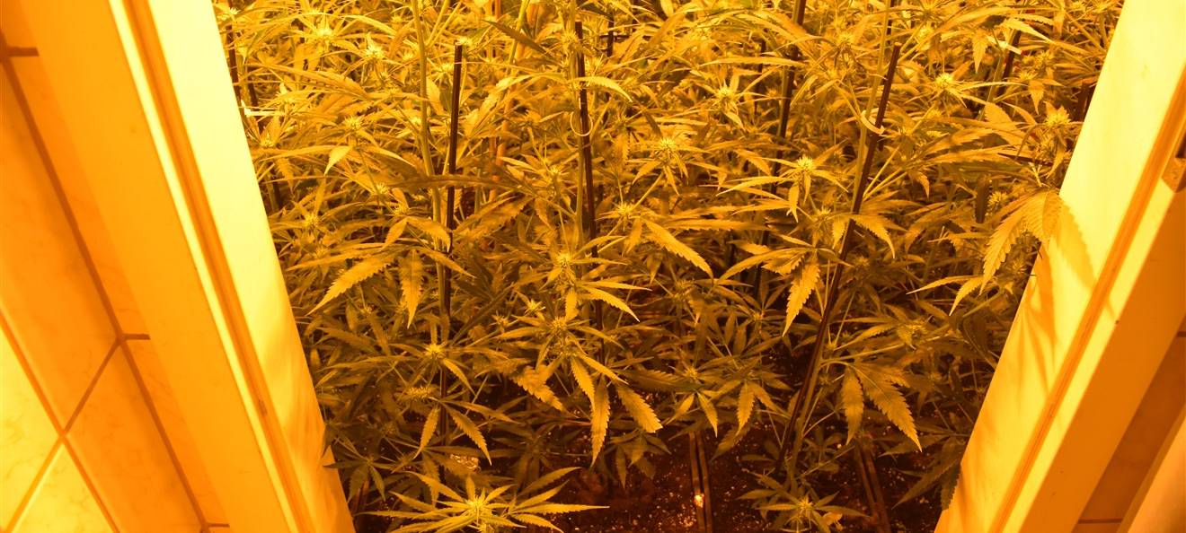 Cannabis: Über 700 Pflanzen in der Wohnung