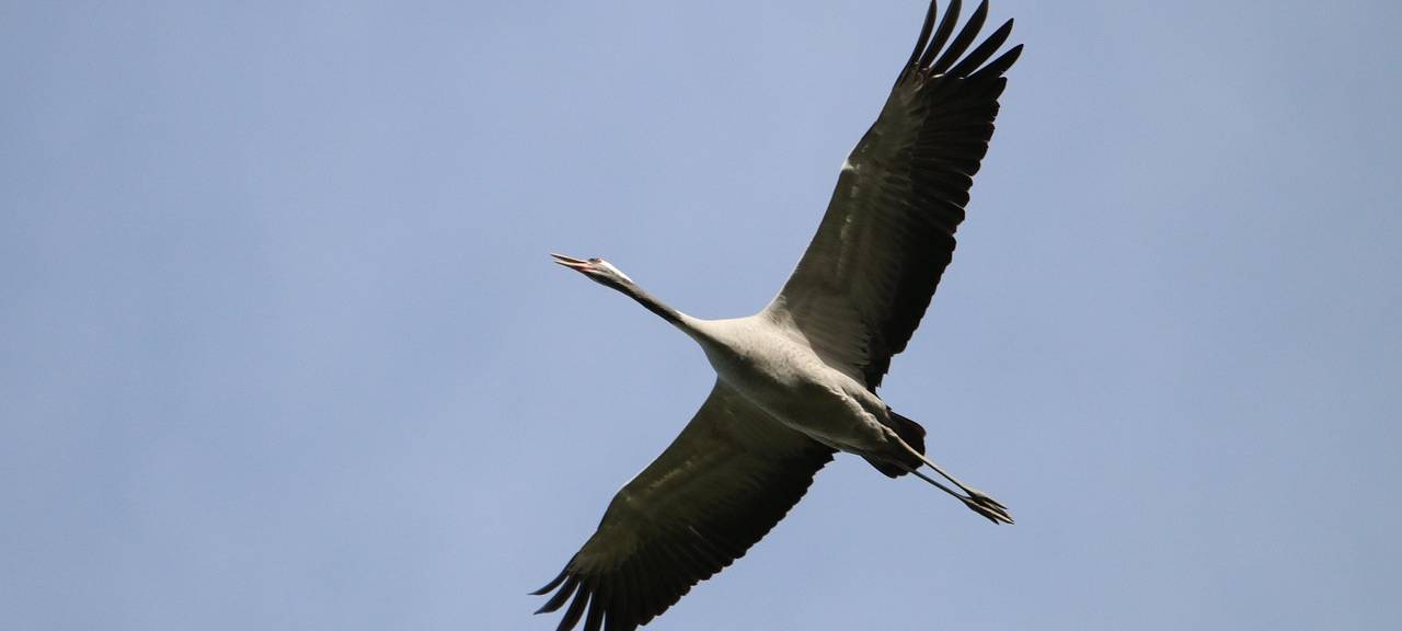 Vogelgrippe: Lage hier noch entspannt
