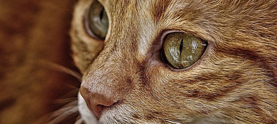 Tierquäler missbraucht Katze