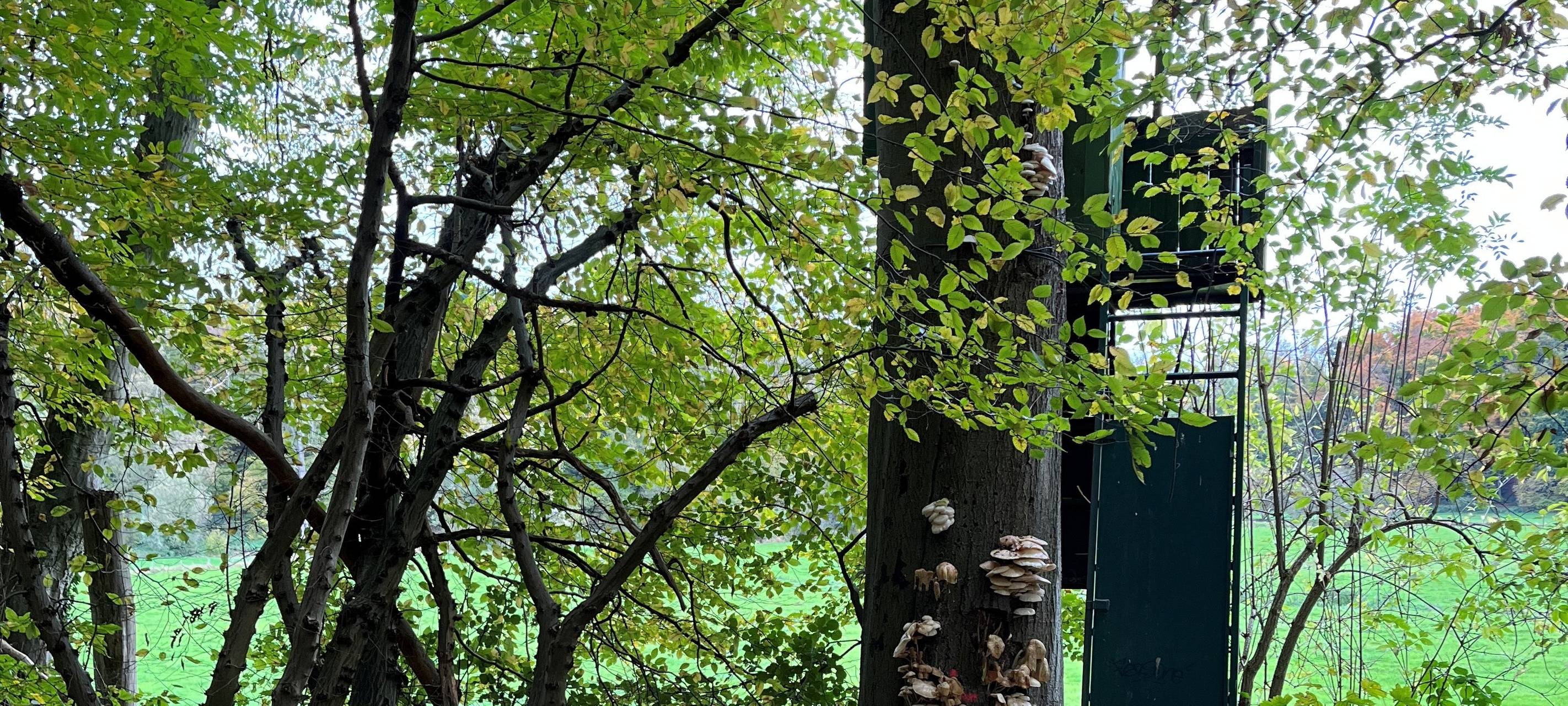 Herzogenraths neue Waldstrategie