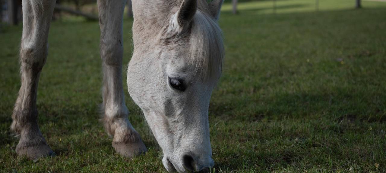 Waldboden abgesackt: Pferd muss aus Loch gerettet werden