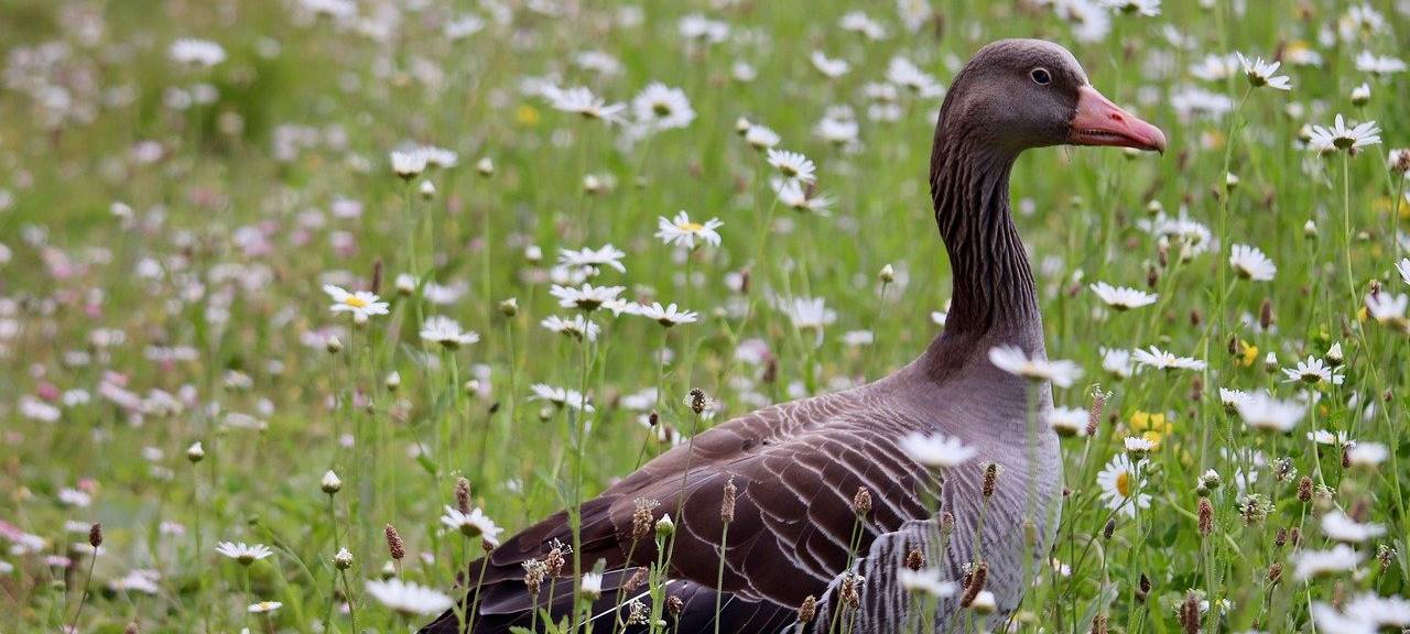 Erster Vogelgrippe-Fall in der StädteRegion
