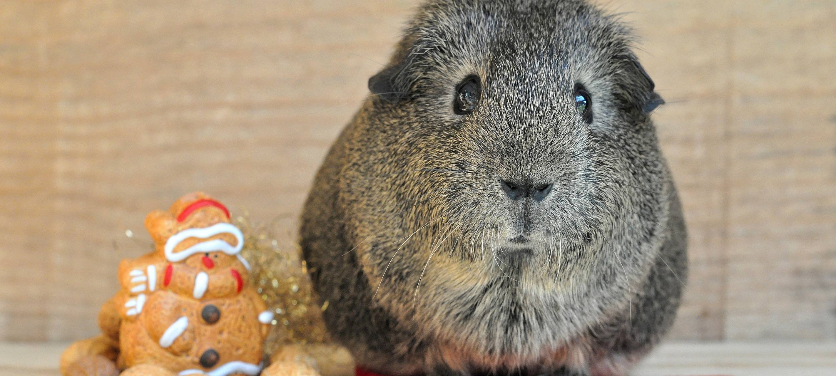 Tierschutz: Keine Tiere unter den Weihnachtsbaum!