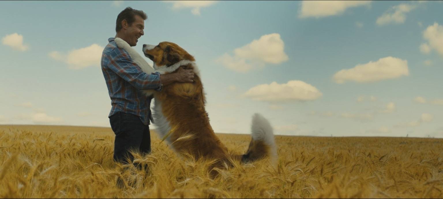 Bailey – ein Hund kehrt zurück