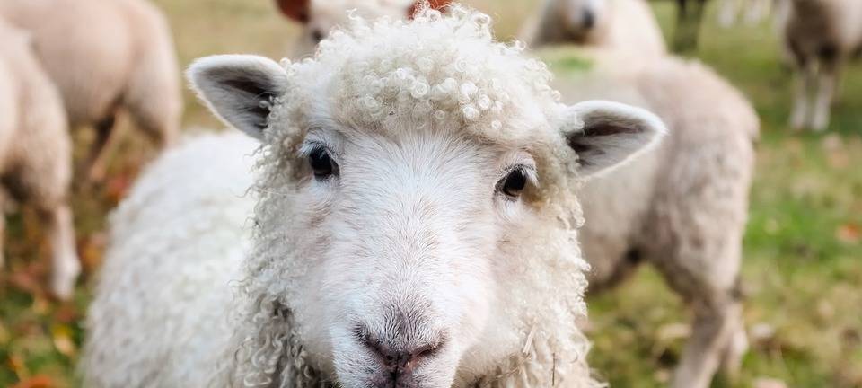 Mann lässt Hund auf Schafsherde los