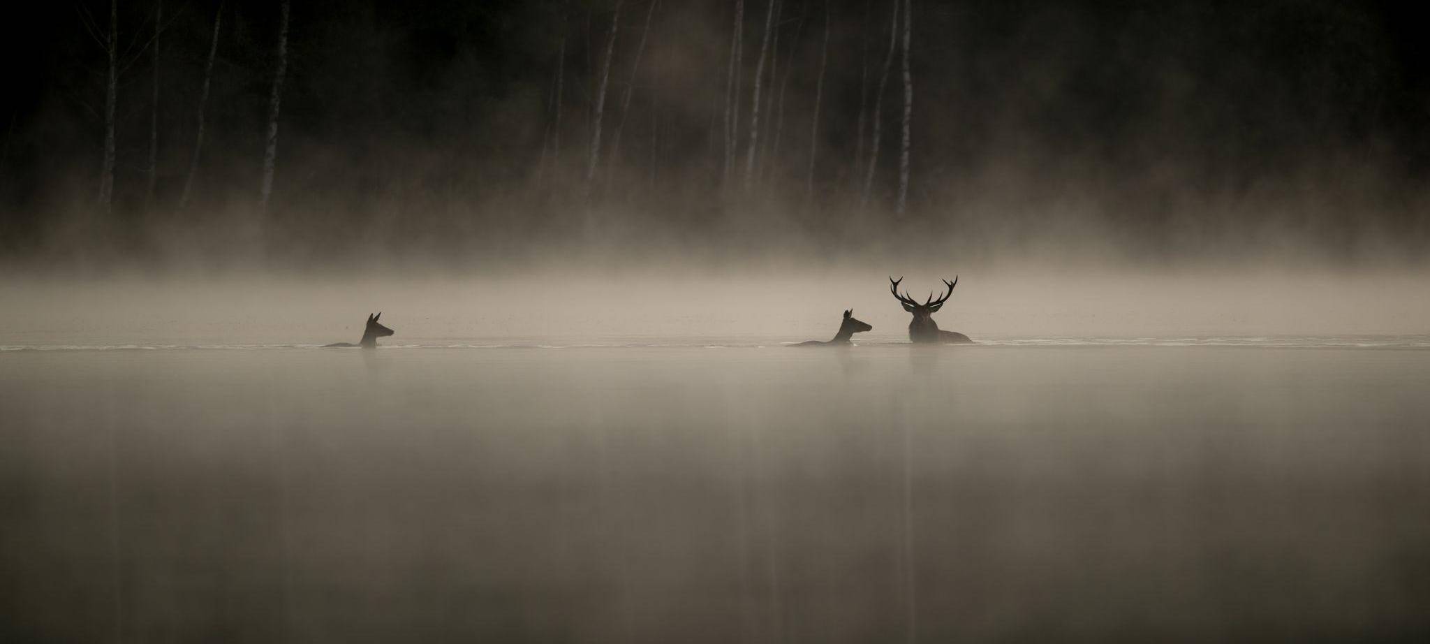 Kinostart - «Das Flüstern der Wälder»