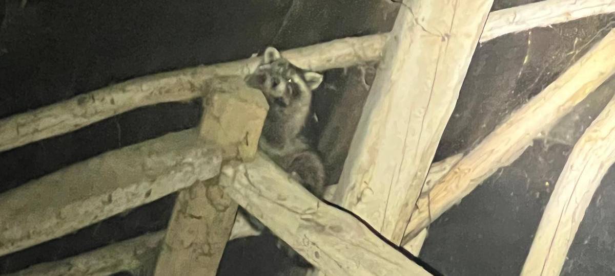 Der Waschbär wird bleiben