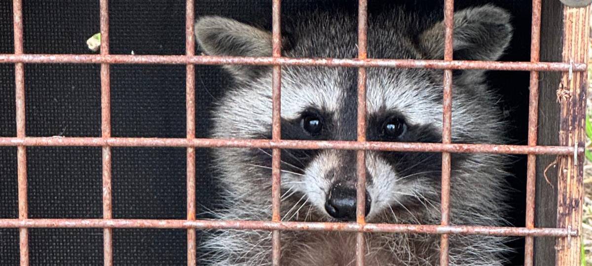 Der Waschbär wird bleiben