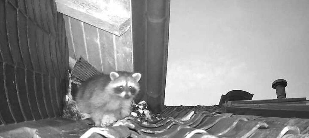Der Waschbär wird bleiben