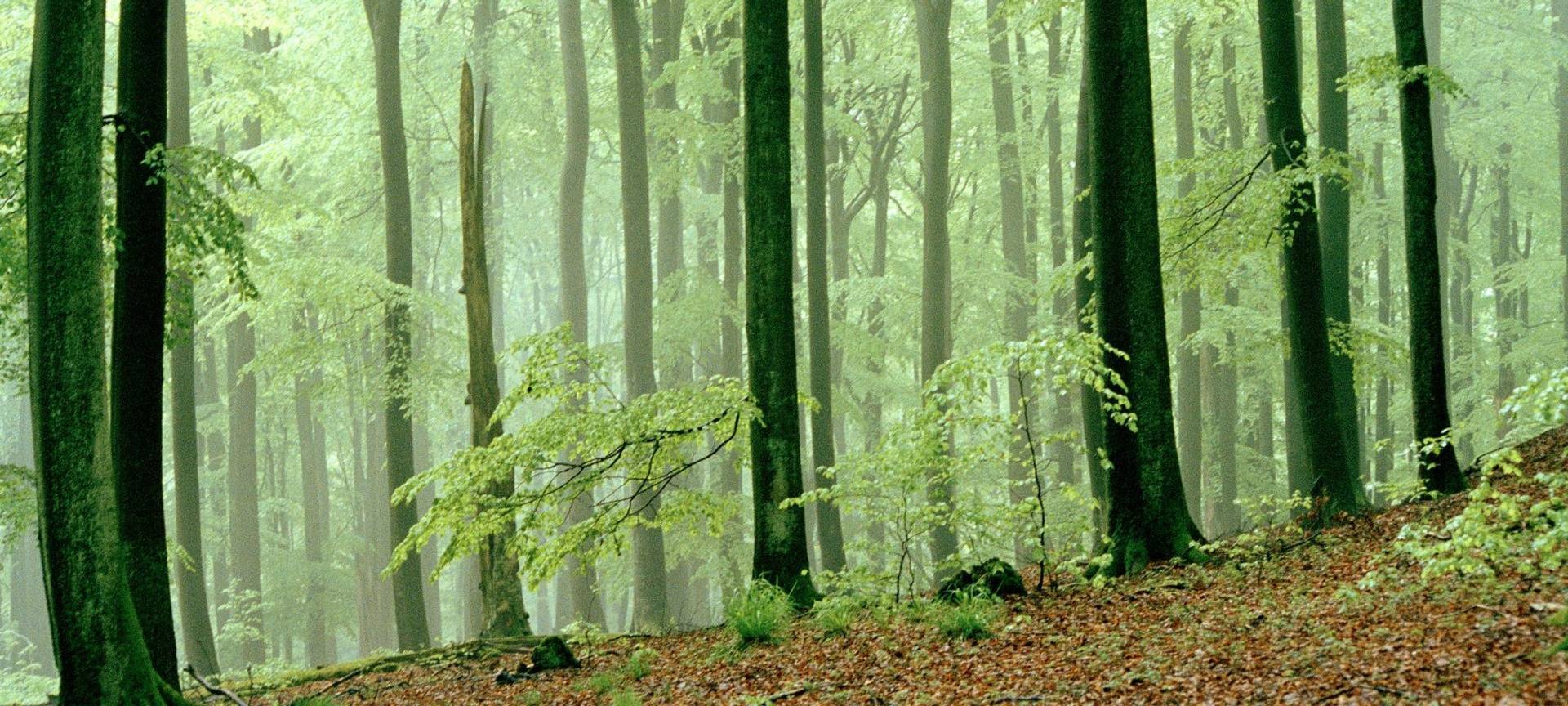 Vorsicht in der Eifel - es herrscht Waldbrandgefahr!